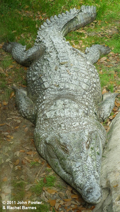 Orinoco Crocodile
